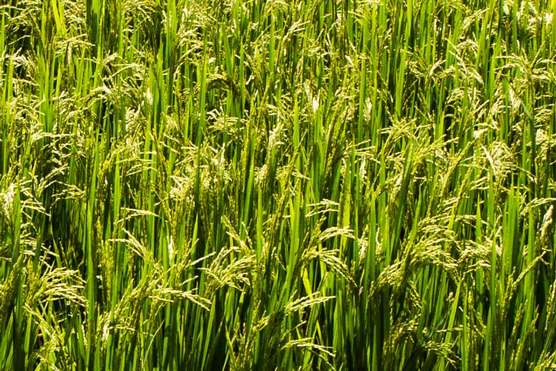 Paddy fields in wetlands below mean sea level in Kuttanad Kerala